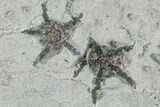 Fossil Crinoid And Brittlestar Plate - Crawfordsville, Indiana #110566-2